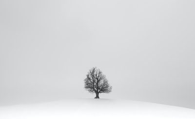 白雪原上的黑树